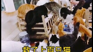 由于我不停救猫