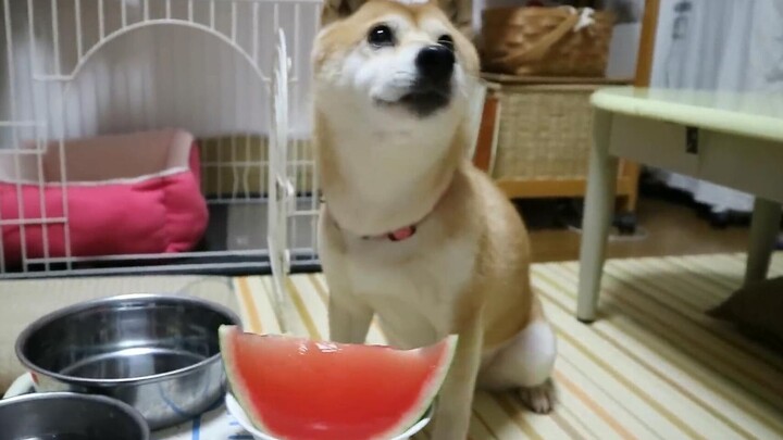 Japan’s Super-Loving Owner Treats Their Dog to Watermelon Pops — So Luxurious! [Shiba Inu Koharu]