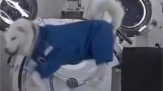 Early animal weightlessness experiments—this was how they reacted the very first time in a weightles