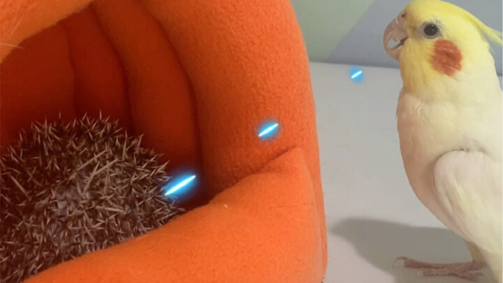 Parrots are seriously amazing at finding stuff!