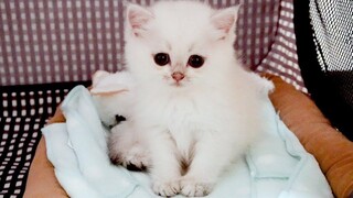 Kitten Leo is now in Lulus family!