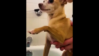 ลาออกจากการเป็นหมาเถอะ