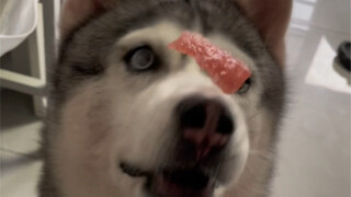 It turns out that the dog's mouth can be used like this