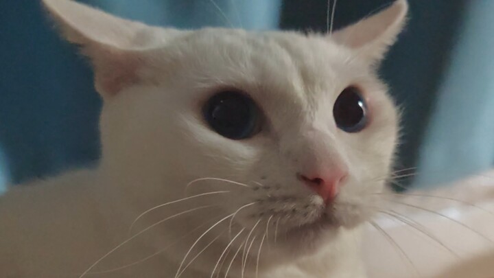 I was so upset that my nose started to twitch from all the arguing.