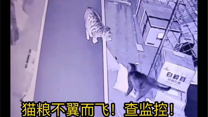 Cười chết mất, nếu không xem lại camera thì ai mà ngờ 10 cân thức ăn cho mèo bị hai con mèo ăn vụng: