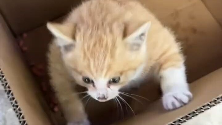 The Redemption Journey of a Muscular Kitty