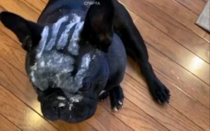 Pháp sư áo trắng Saruman và Bán nhân thú