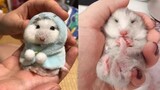 Funny and Cute Hamster Compilation | Cutest Hamster In The World | Cute VN