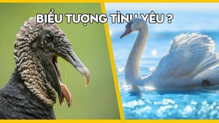 ĐÂU LÀ ĐỘNG VẬT CHUNG TÌNH NHẤT | KHÁM PHÁ PHÁ TRÁI ĐẤT