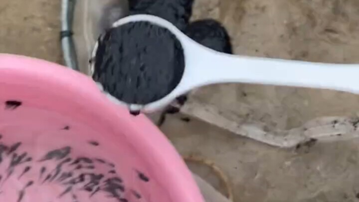 I’ve only seen this many back when I was a kid, playing in the creek!