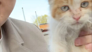 The flower language of stray cats is "act fast or miss out."