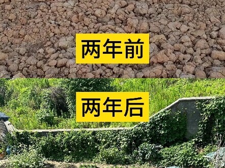 Mẹ đã dành hai năm để xây dựng cho con một khu vườn rau quả rộng 600 mét vuông.