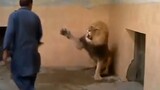 [Video động vật tổng hợp] Đại ca đừng đánh nữa, nể mặt cái