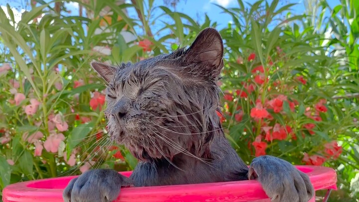 【Blue Cat】Mm~ Such a lovely summer day—I almost fell asleep in the bath!