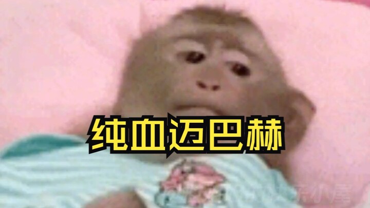 Itu kan Maybach... Sumber materi: @SAGA Li Zong