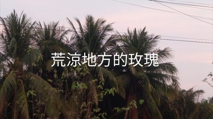 荒涼地方的玫瑰