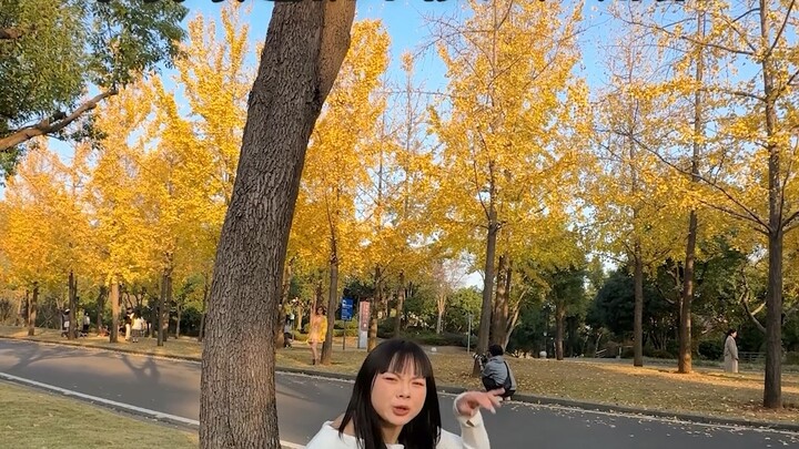 Ginkgo tree photography tips, ginkgo tree poses, ginkgo tree shooting angles