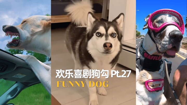 Anjing Komedi Menggemaskan Bagian 27