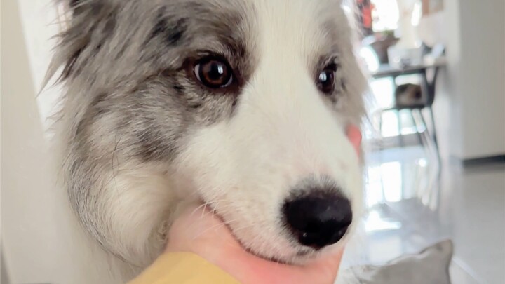 Kenapa anjing juga bisa punya kasih sayang lintas generasi?