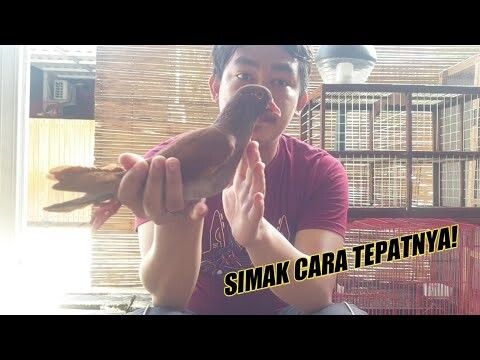 CARA DAN WAKTU TEPAT PAKAI OBAT CACING MERPATI