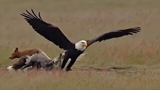 这就是传说中的螳螂捕蝉，黄雀在后吧！