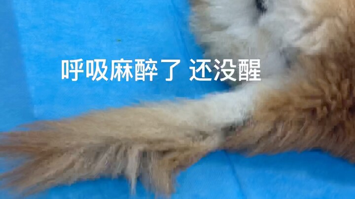 【เหล้าหวานถู่ซง】ลูกน้อยน่าสงสารไม่มีไข่แล้ว!