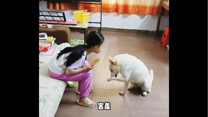 “A Cat and Dog with Super Strong Execution”