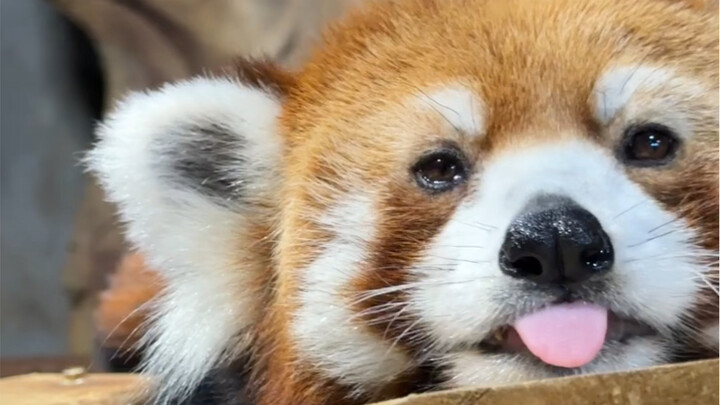 ทำไมถึงมีแพนด้าจิ๋วน่ารักแบบนี้ด้วยนะ?