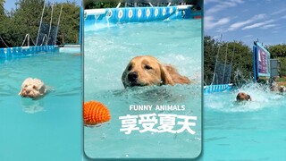 只是狗狗们在享受夏天🌞