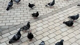 pigeons