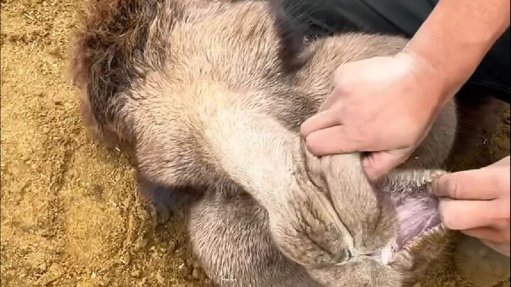 Bag Camel, Pickpocketing