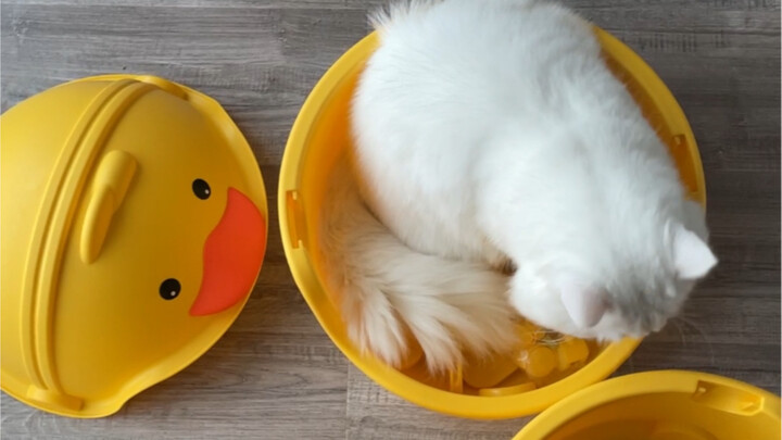 ทุกสิ่งบนโลกนี้กลายเป็นบ้านแมวได้ ถ้าโดนเจ้าเหมียวเล็งแล้ว!