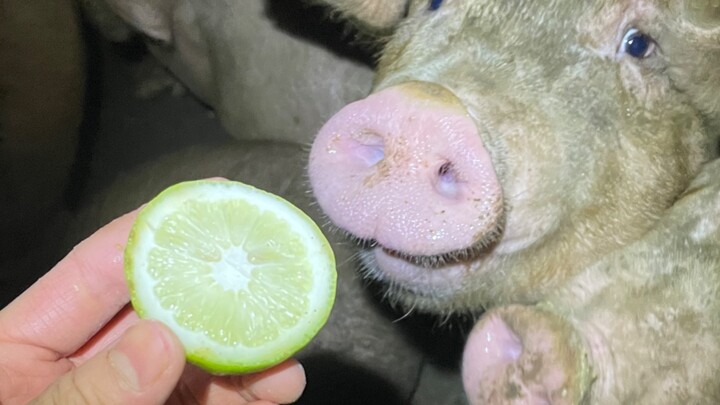 Piggy Takes on the “Micro-Expression Eating Lemons” Challenge