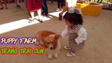 Con cún con | Trang trại cún Đà Lạt | Cún con dễ thương | Puppy farm | NaNa TV