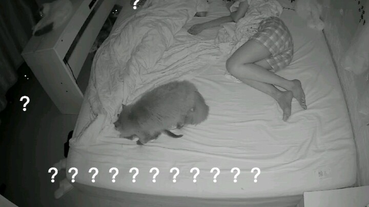 [Animals]What did my cats do after we fell asleep