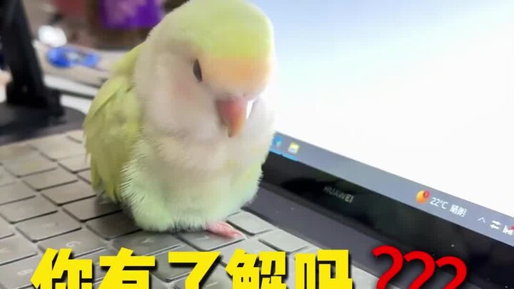 Cara Mudah Mengenali Posisi Tidur Burung Beo dalam Satu Detik