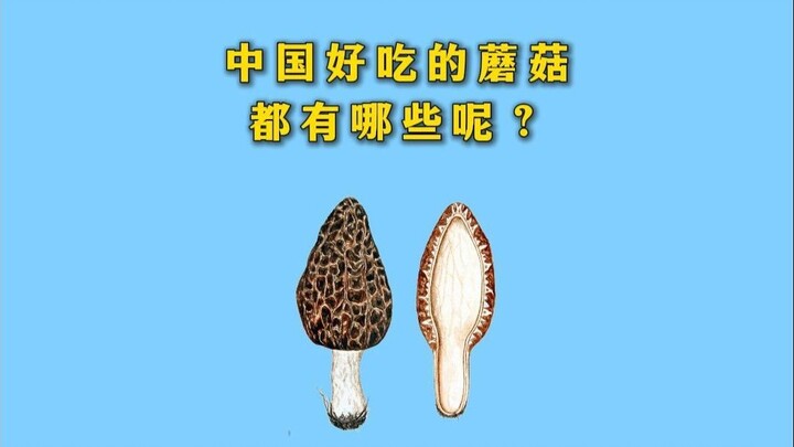 Trung Quốc có những loại nấm nào vừa phổ biến lại ngon miệng?
