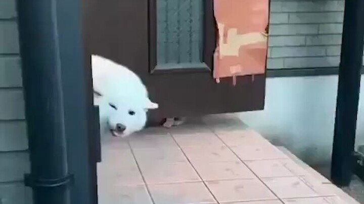 هل طريقة استقبال كلب الشي باي لصاحبه عند عودته إلى المنزل موحدة عالميًا؟