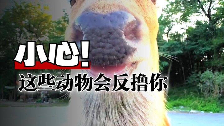 สัตว์พวกนี้ลูบได้ไหม? คุณชอบตัวไหนที่สุด?