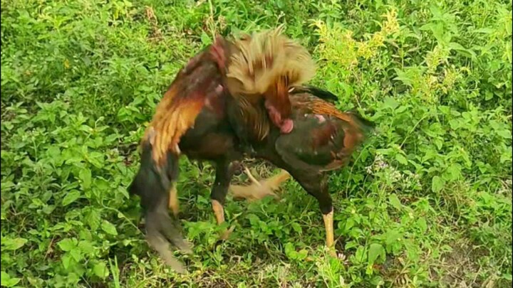 Big Boys Dance Step.