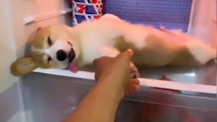Köpek Corgi: Cuacanya benar-benar panas banget, sampai kepanasan seperti anjing!