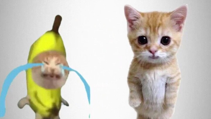 Banana Cat Had a Weird Dream