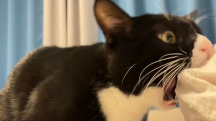 กลายเป็นว่าแมวน้อยก็ทนไม่ไหวกับกลยุทธ์จีบแบบตีเนียนนี่แหละ