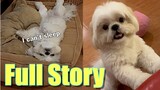 Borgy The Shih Tzu Can't Go To Sleep | The Full Story ( Cute & Funny Shih Tzu Dog Video)