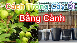 CÁCH TRỒNG CÂY ỔI BẰNG CÀNH lHOW TO GROW GUARANTEE l CUỘC SỐNG ÚC