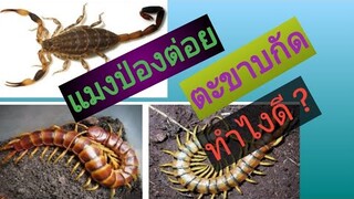 แมงป่องต่อย ตะขาบกัด ดูแลอย่างไร? | ละม่อม พยาบาลหลานย่าโม