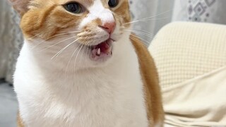 الكلب: سأريكم كم أنا شرس! سأخيفكم أيها الجرذان!