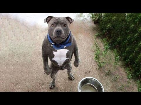 Funniest Animals Ever π§ - Awesome Funny Animals' Life Videos - Funniest Pets π - Bilibili Funniest Animals Ever π§ - Awesome Funny Animals' Life Videos - Funniest Pets π - Bilibili