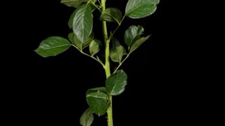 【Phóng to một chút】Gai của hoa hồng