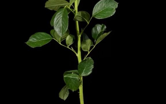 【放大一点点】玫瑰花的刺